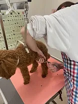 爪切り・耳そうじ